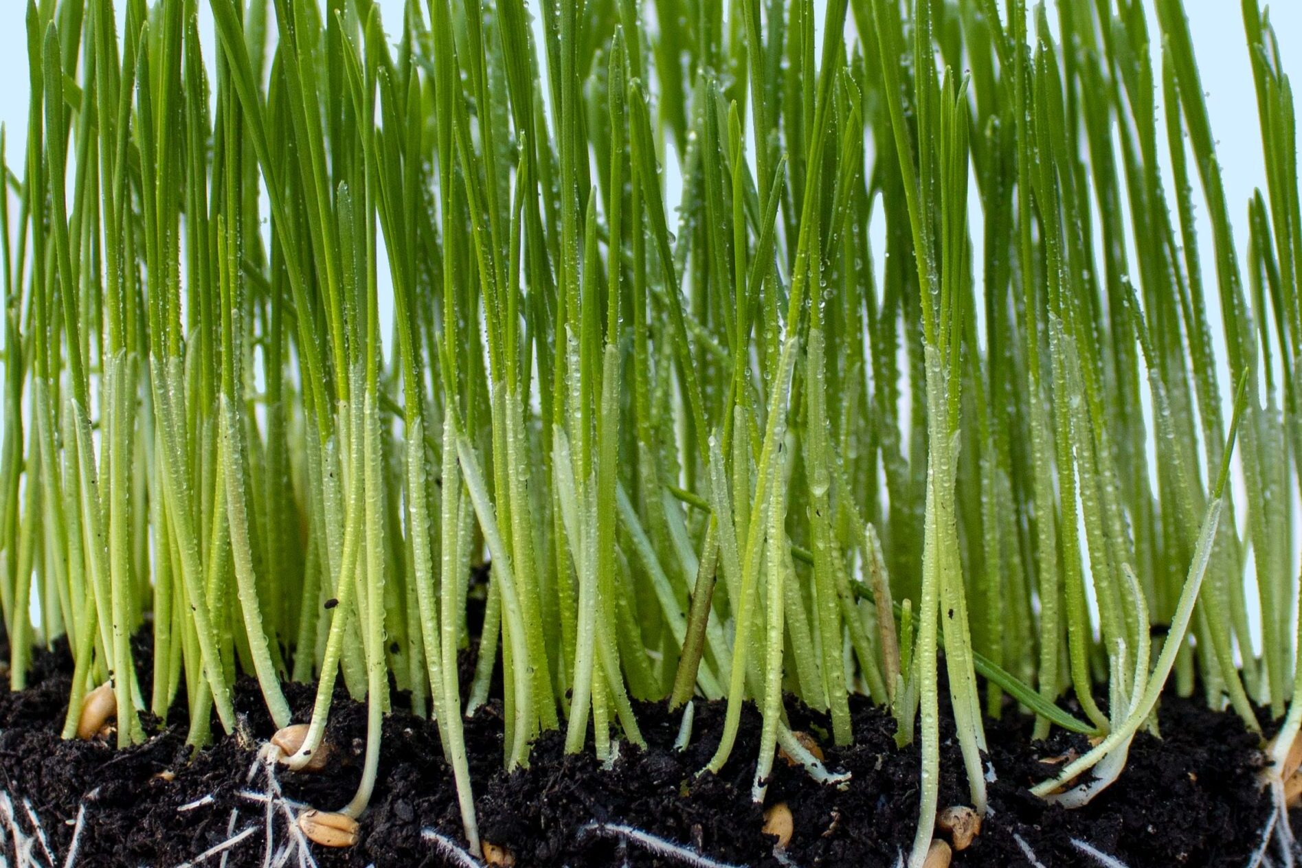 EUROPEAN MISSION SOIL WEEK 2024